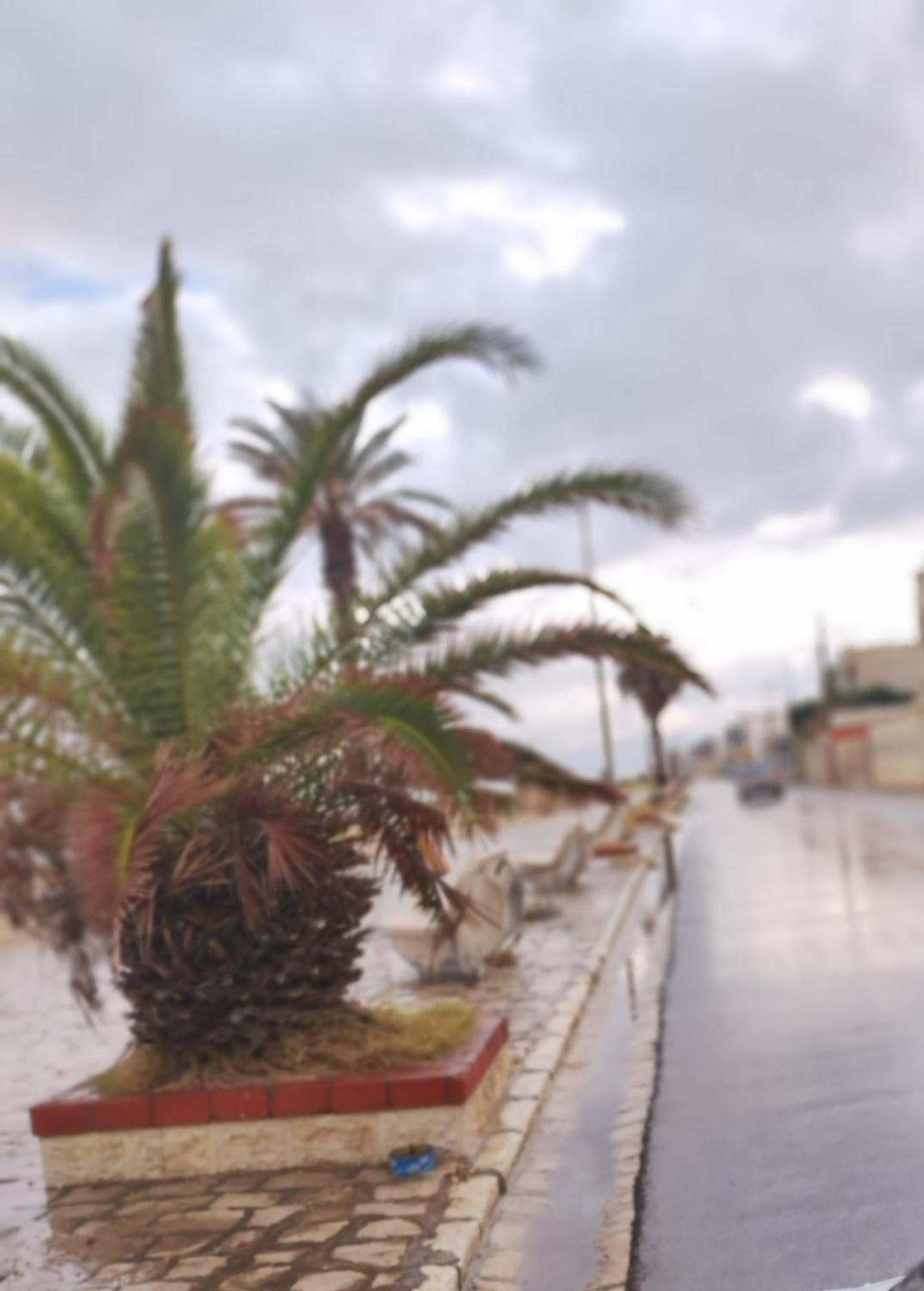 Appartement Hammam-Lif Les Cyclamens Tunisie Afrique ภายนอก รูปภาพ